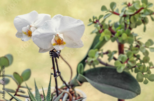 bloom of white orchid flower and leaves of succulent plants in a garden