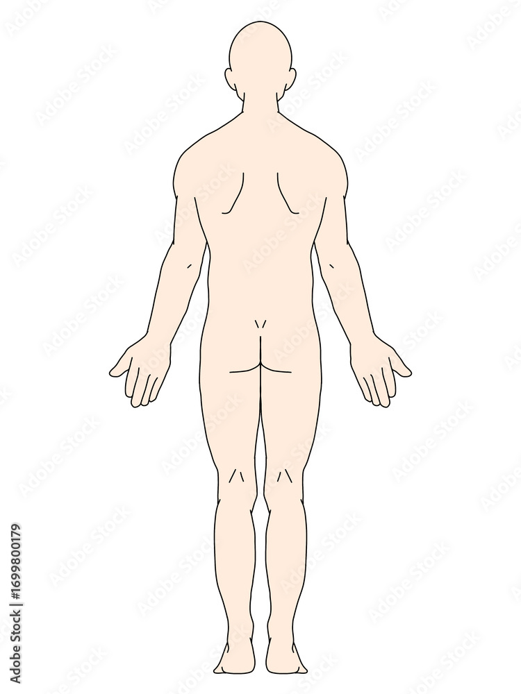Fototapeta premium 解剖学的正位 男性 背面 カラー