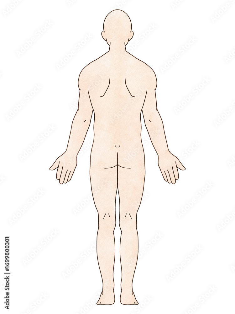 Fototapeta premium 解剖学的正位 男性 背面 水彩風