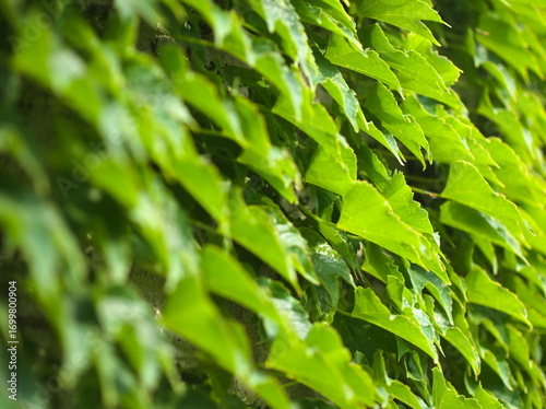 Green Virginia Creeper Leaves