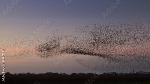 Starling bird murmuration in the sky during sunset at the end of a winter day. Huge groups of starlings flying (Sturnidae) in the sky moving in shape-shifting clouds before the night. 