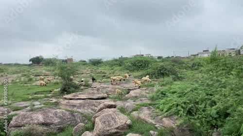 sheep grazing on mountain landscape with clouds, Herd of sheep grazing on the hill, Indian animal in field.