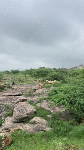 sheep grazing on mountain landscape with clouds, Herd of sheep grazing on the hill, Indian animal in field.