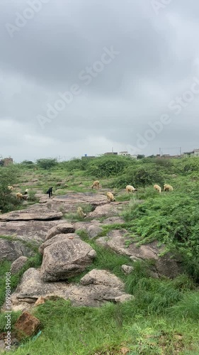 flock of sheep, Sheep in green grass field and mountain with cloudy sky in rain season, sheep in field, indian nature, india 