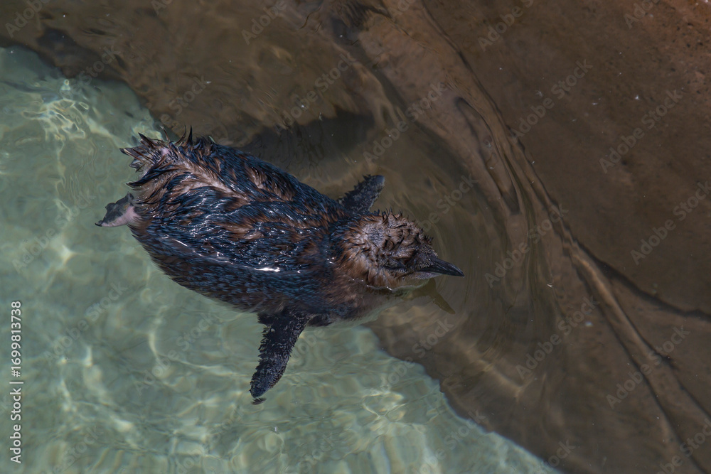 Obraz premium Little penguin floating calmly on clear shallow water, wet plumage visible in sunlight, surrounded by natural rock edges and ripples