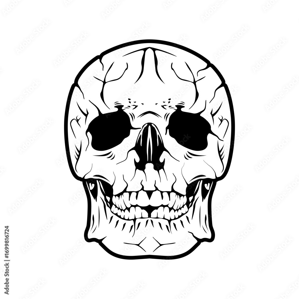 Fototapeta premium Skull Vector Image And Illustration