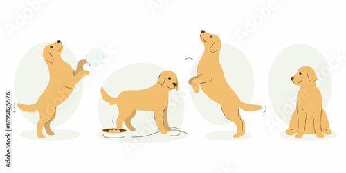 Four golden retriever dogs in different poses showing playful and calm behavior