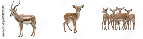 Graceful gazelles wildlife herd, majestic antelope family, African fauna animal conservation