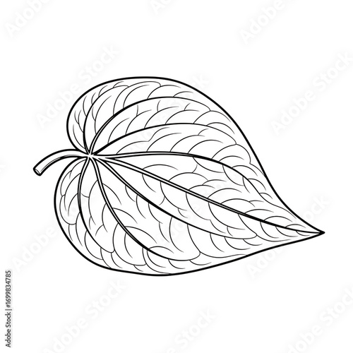Detailed line art of a betel leaf, showcasing its intricate veins and unique shape isolated on transparent background