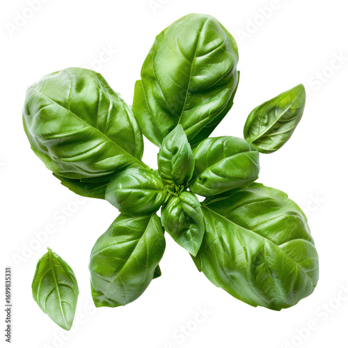 Fresh basil leaves arranged aesthetically over a light background, showcasing rich green hues and organic textures of the herb