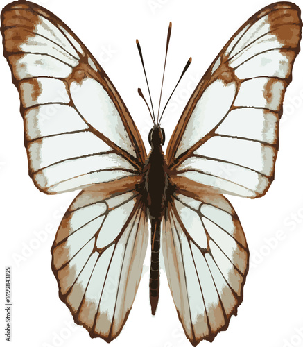 beautiful butterfly isolated on white




