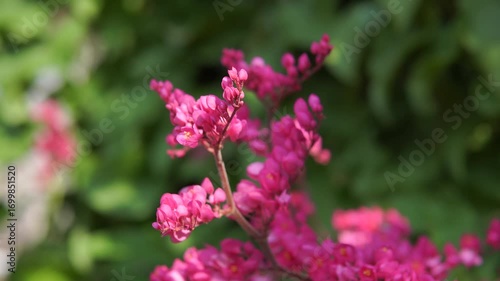 Wallpaper Mural Close up of vibrant pink coral vine flowers or Antigonon leptopus blooming. Torontodigital.ca