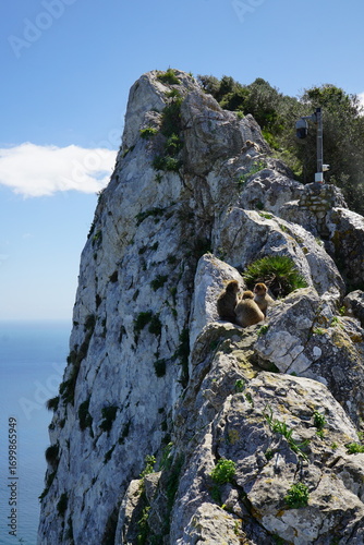 Gibraltar małpy