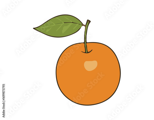 orange fruit vector illustration