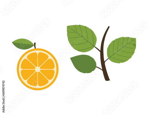 orange fruit vector illustration