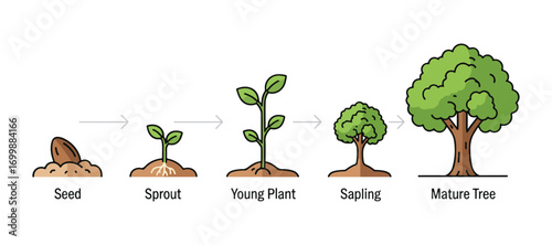 Stages of plant growth. Infographic on tree planting. Concept of evolution. Icons representing sprout, plant, and tree growth in agriculture. Flat style vector illustration.

