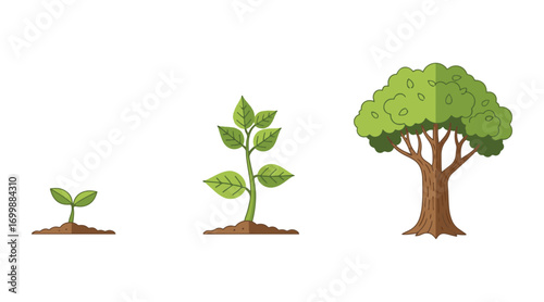 Phases of growing plants. Tree planting infographic. Evolutionary concept. Icons depicting sprout, plant, and tree growth in agriculture. Vector illustration in a flat design.
