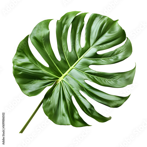 Monstera Deliciosa Leaf: Isolated Tropical Plant