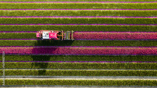 Aerial view of a vibrant pink tractor amidst the contrasting stripes of green and pink tulip fields, Lisse, South Holland, Netherlands.