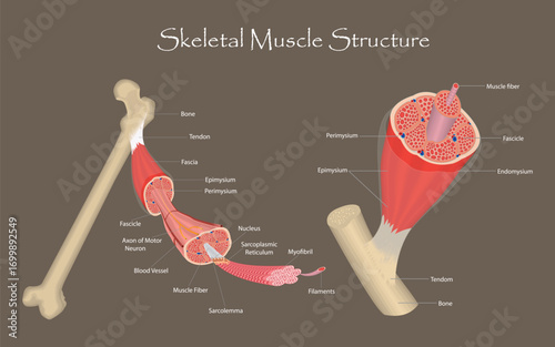 Detailed anatomical illustration of skeletal muscle structure and its attachment to bone with labels. Detailed skeletal muscle structure anatomy illustration.
