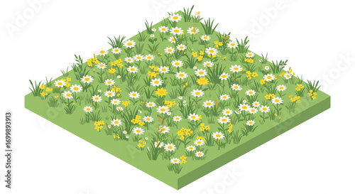 Isometric wildflower meadow with daisies and green grass on square plot