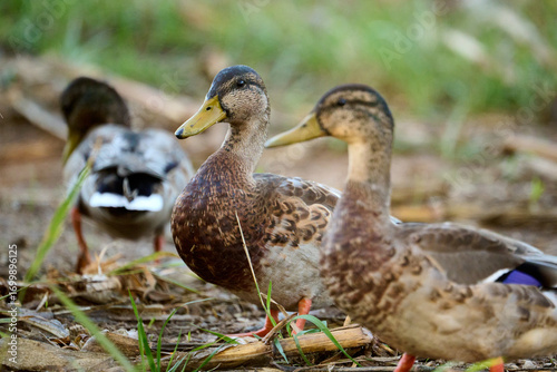 Quadro su tela portrait of a woodduck