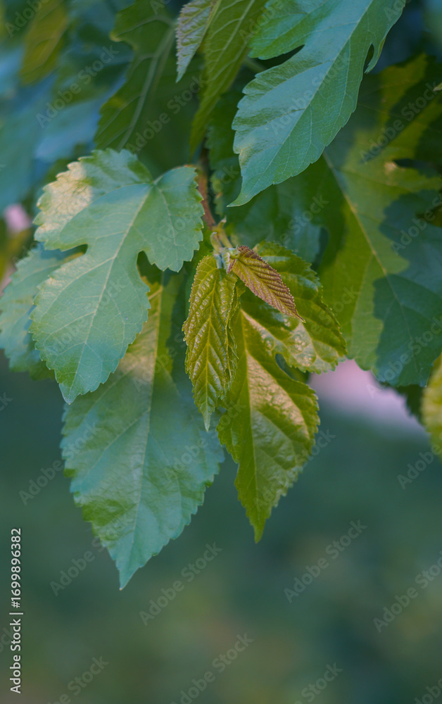 Fototapeta premium Mulberry leaves glitter in the sun