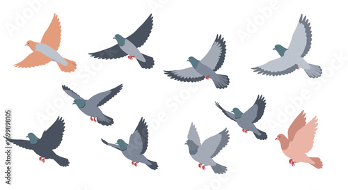Flying pigeons set in flat style with various poses and colors on white background