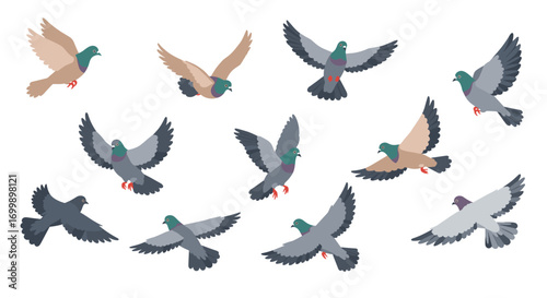 Colorful pigeons in flight: a collection of flat bird designs