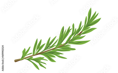 Detailed Illustration of a Rosemary Sprig with Green Leaves in Natural Herb Botanical Design
