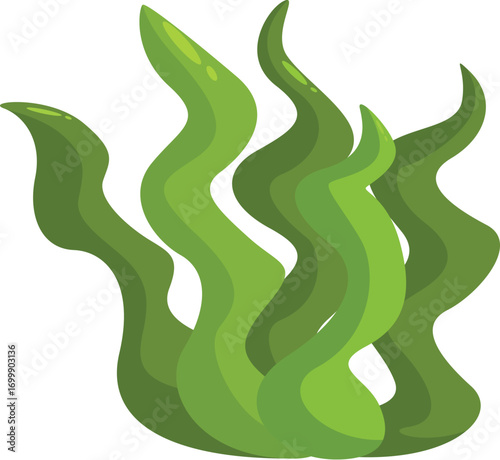 Green laminaria seaweed forming long wavy leaves, isolated element on white background