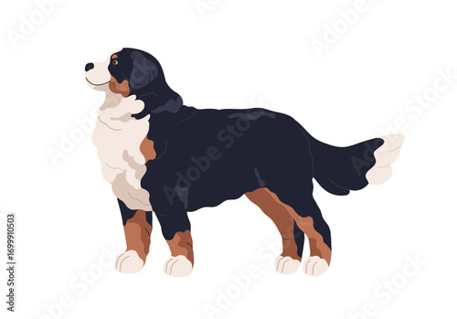 Bernese mountain dog, canine animal breed. Berner sennenhund, Swiss shaggy fluffy doggy with furry coat, standing in profile, side view. Flat vector illustration isolated on white background