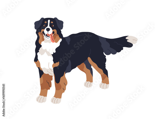 Berner Sennenhund breed. Bernese mountain dog standing with tongue out and wagging tail. Friendly puppy, large shaggy animal. Cute fluffy pet. Flat vector illustration isolated on white background
