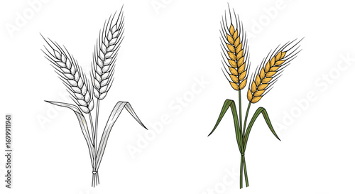 Artistic depiction of wheat stalks with two stylized illustrations showing growth and harvest