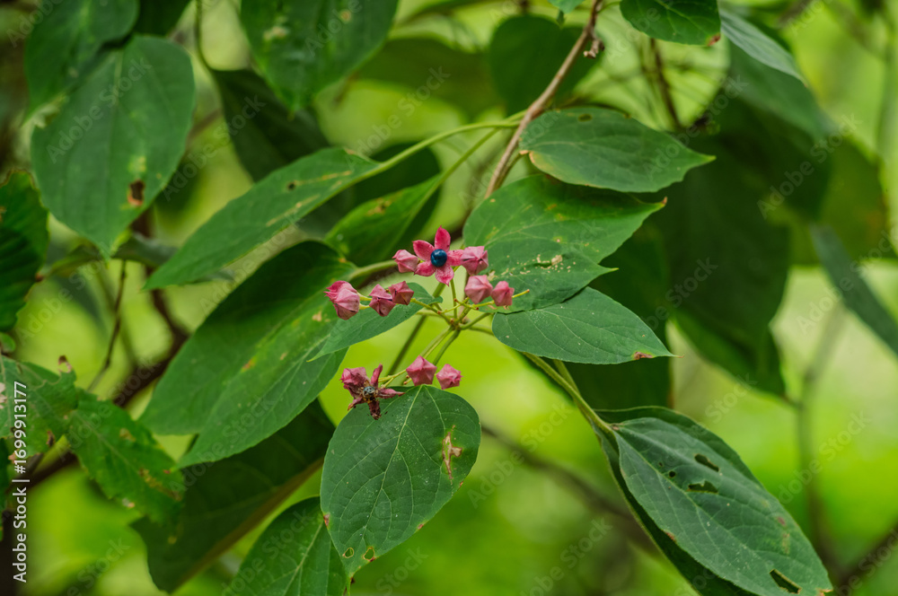Naklejka premium red ants on a green leaf