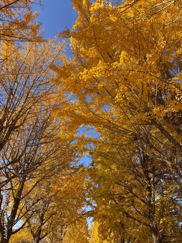 Gancheon Island, Yeoju: Autumn’s Golden Retreat
여주 강천섬 유원지: 가을의 황금빛 휴식처