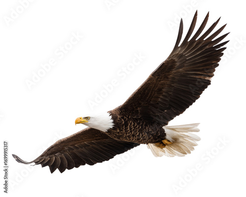 american bald eagle