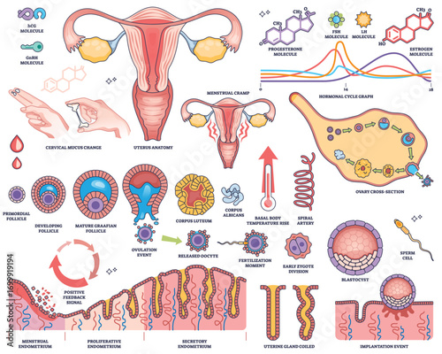 Menstrual cycle and reproductive hormones are illustrated with uterus, ovary, and hormone graphs showing key biological processes. Outline style worksheet collection