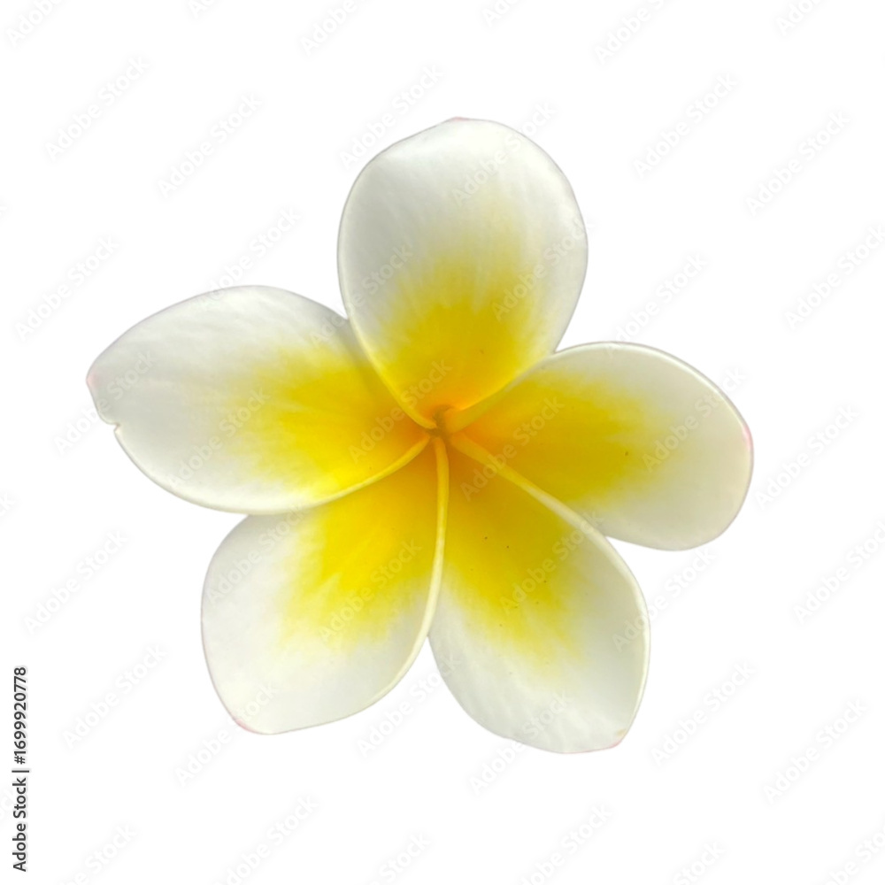 Obraz premium frangipani flower