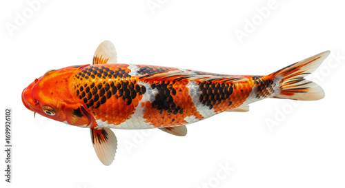 Carp koi fish isolated with transparent background