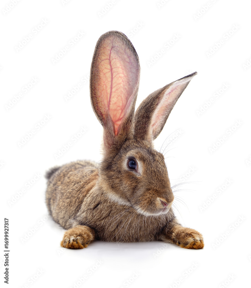 Obraz premium Grey small rabbit with long ears.