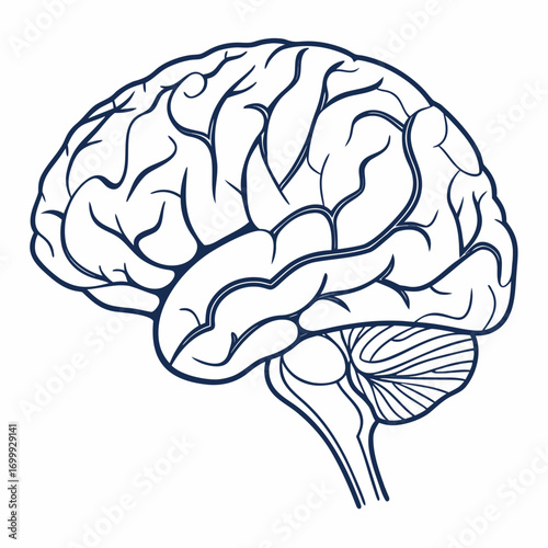 Striking line art illustration of the human brain, representing intellect, memory, and cognitive function, perfect for educational and medical contexts.