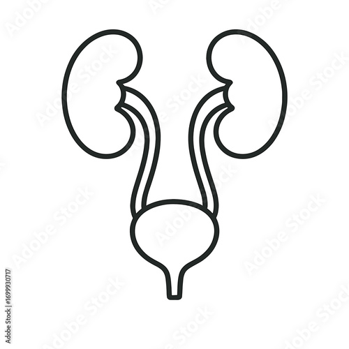 Line icon of human urinary system showing kidneys, ureters, and bladder