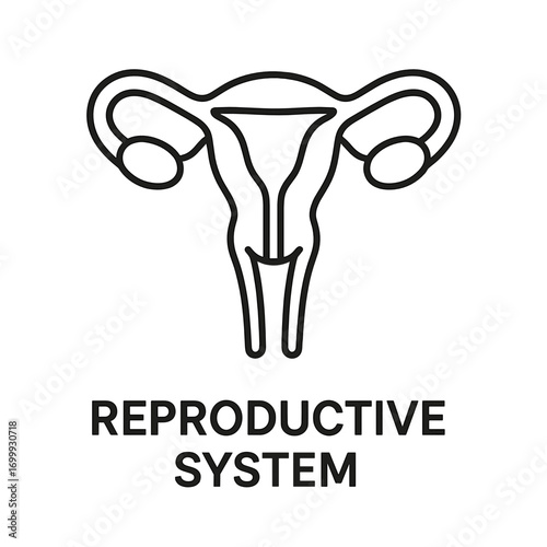 Line icon of female reproductive system showing uterus and ovaries