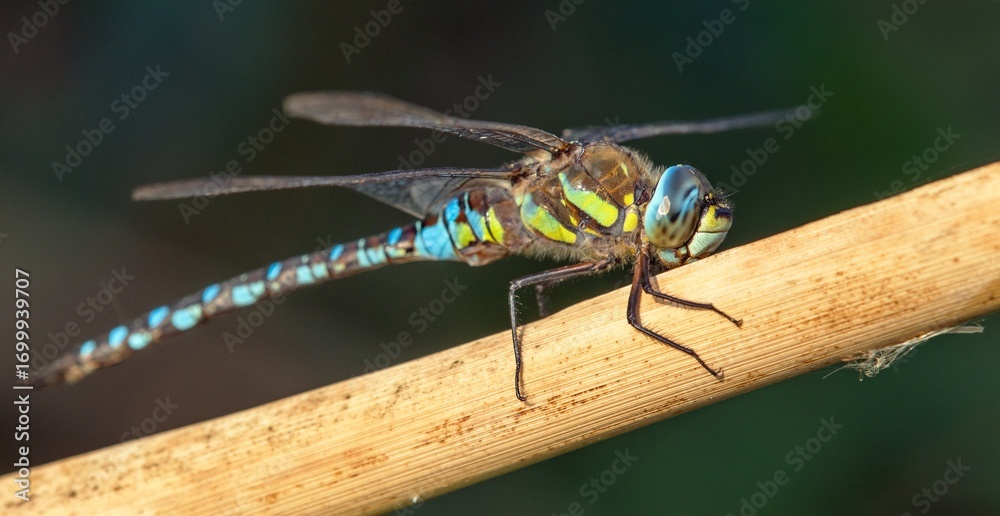 Fototapeta premium Migrant hawker dragonfly in latin Aeshna mixta