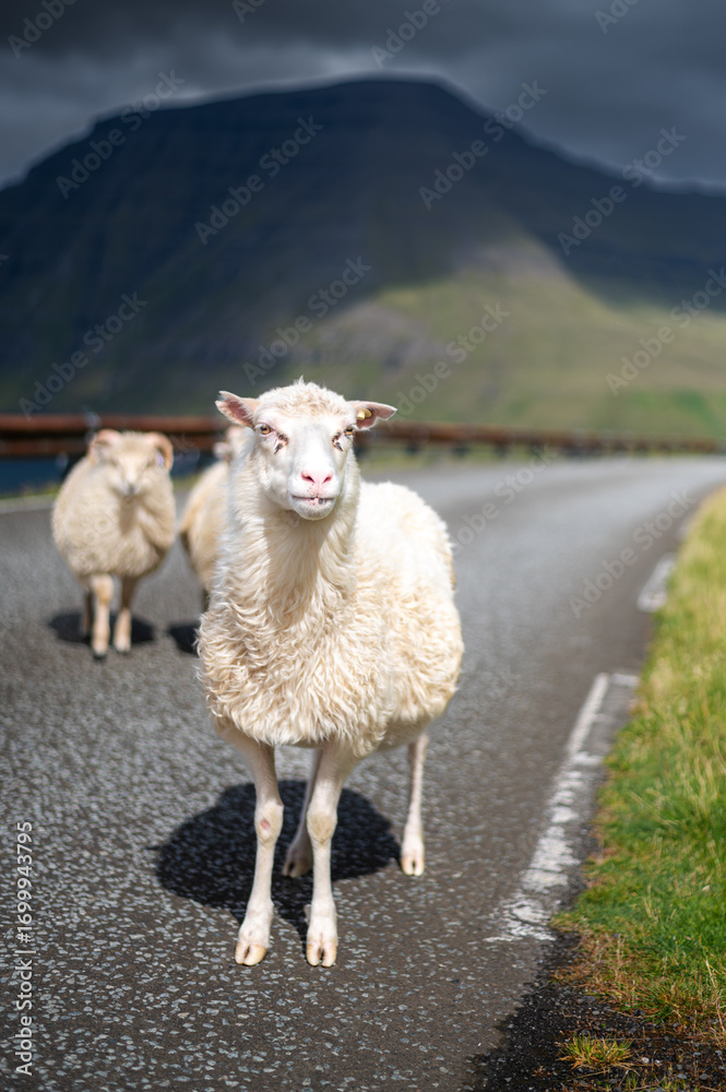 Obraz premium Sheep Crossing Road in Faroe Islands
