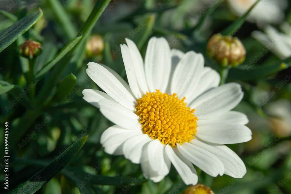 Obraz premium closeup of flower