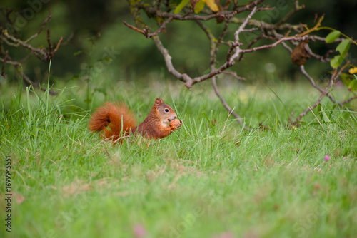 Wallpaper Mural Cute red squirrel sitting in the grass and holding a walnut Torontodigital.ca