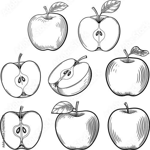 A delightful collection of hand drawn apples presented in a charming sketch style showcasing whole fruits and detailed cross sections perfect for culinary and artistic inspiration