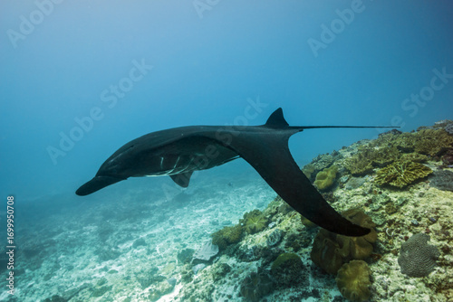 Big manta fish o the blue background